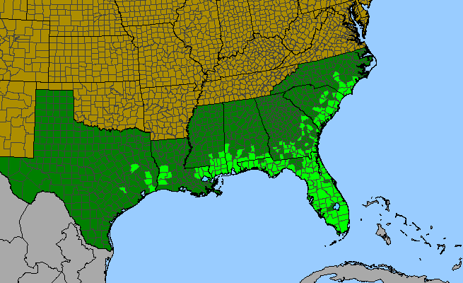 The range of Tiedemannia filiformis